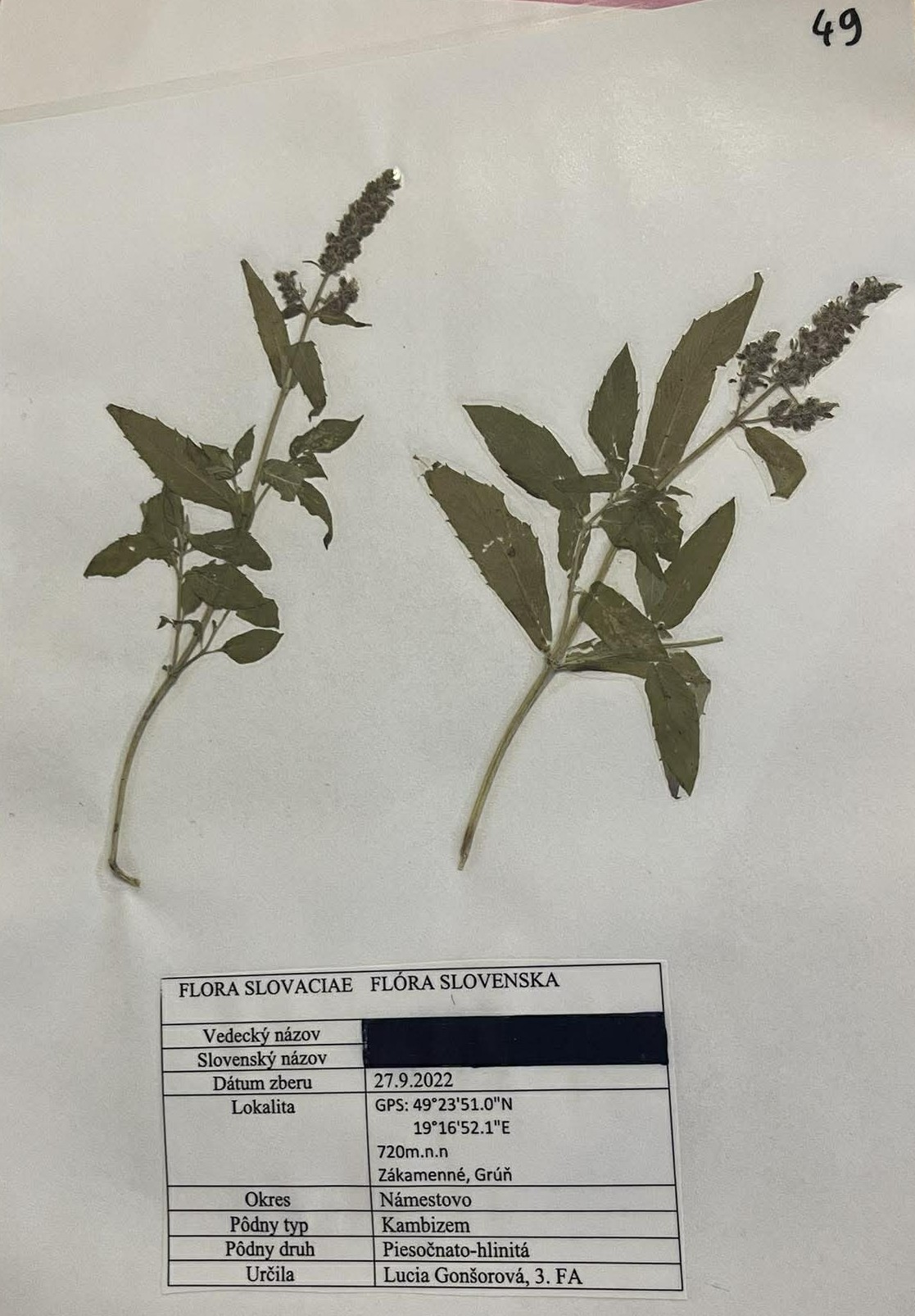 Rastlina Mentha longifolia